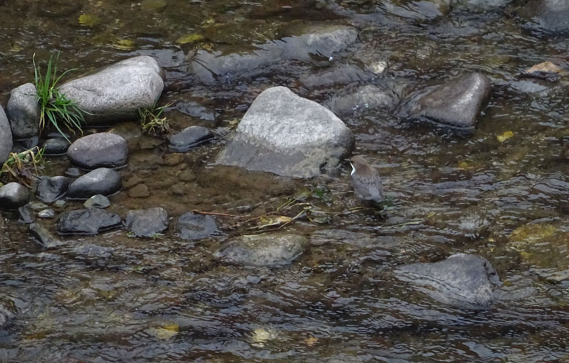 Cinclus cinclus  (Merlo acquaiolo)